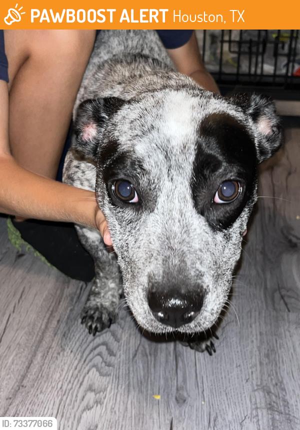 Found/Stray Female Dog last seen Highway 6 and empanada, Houston, TX 77083