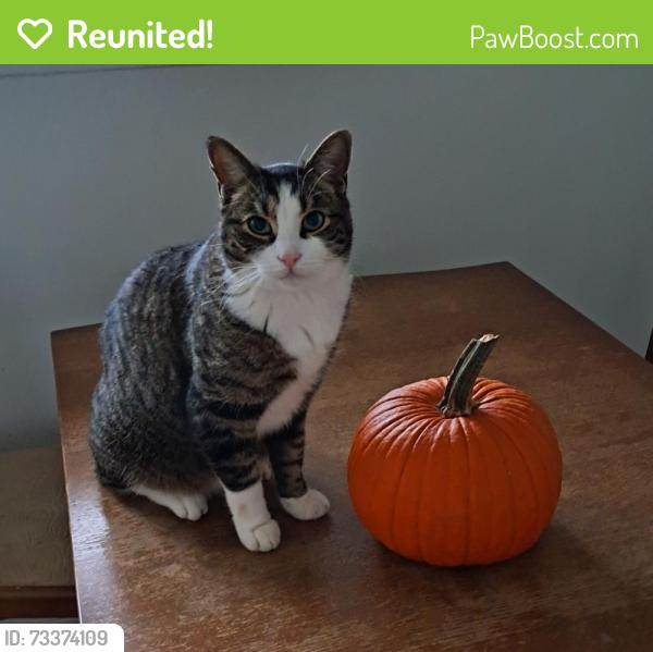 Reunited Male Cat last seen Cumberland and Wenona, Mississauga, ON 