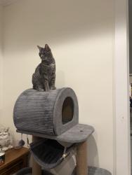 Lost Female Cat last seen N Creek and US41, Osprey, FL 34229