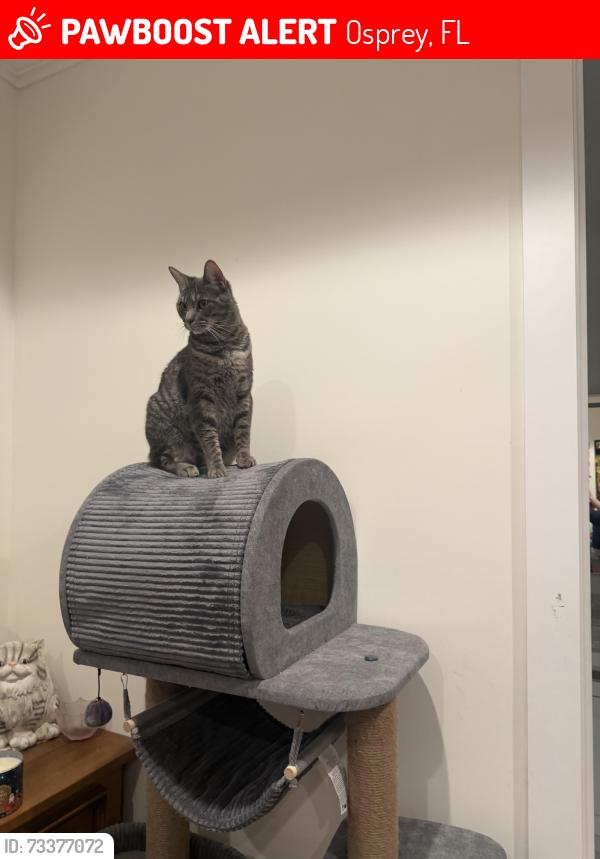 Lost Female Cat last seen N Creek and US41, Osprey, FL 34229