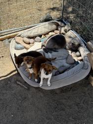 Lost Male Dog last seen Bundy Canyon Road, Wildomar, CA 92595