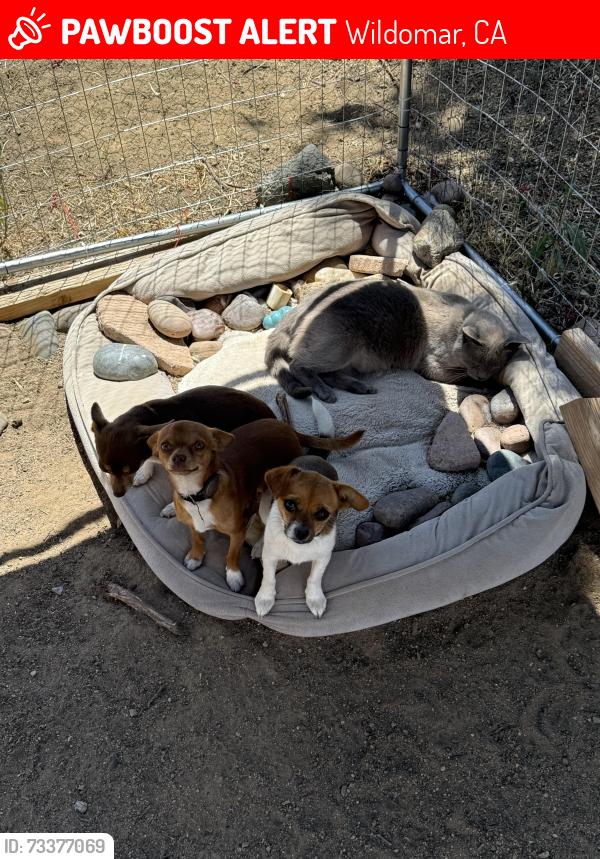 Lost Male Dog last seen Bundy Canyon Road, Wildomar, CA 92595