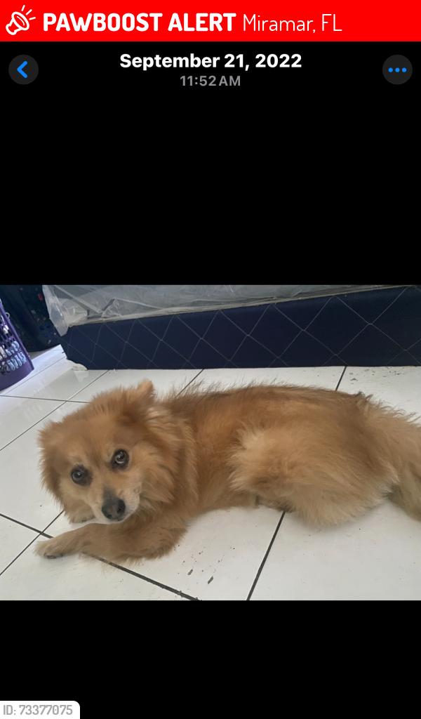 Lost Male Dog last seen Near emerald lake drive, Miramar, FL 33023