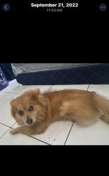 Lost Male Dog last seen Near emerald lake drive, Miramar, FL 33023