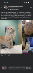 Lost Male Cat last seen N Hubbard between Clarke and Wright, Milwaukee, WI 53212
