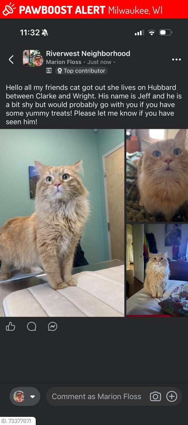 Lost Male Cat last seen N Hubbard between Clarke and Wright, Milwaukee, WI 53212