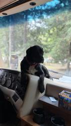 Lost Male Dog last seen Near brinnon Lane Brinnon, WA, Brinnon, WA 98320