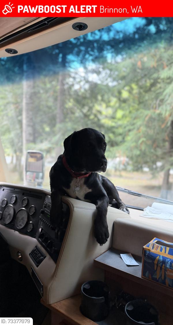 Lost Male Dog last seen Near brinnon Lane Brinnon, WA, Brinnon, WA 98320