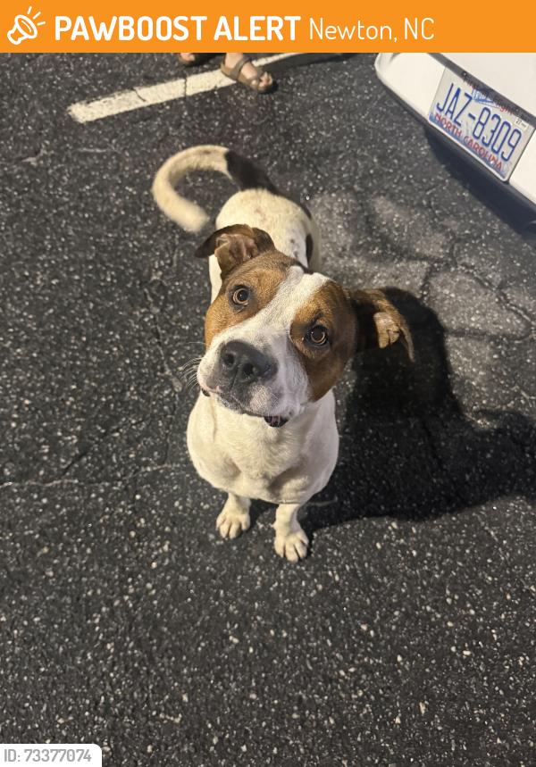 Found/Stray Male Dog last seen Pin Station, Newton, NC 28658