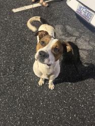 Found/Stray Male Dog last seen Pin Station, Newton, NC 28658