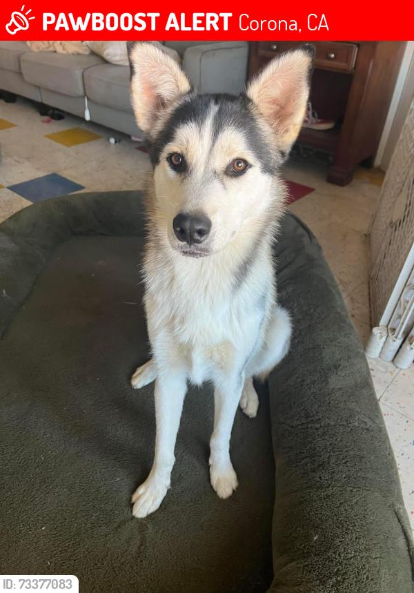 Lost Female Dog last seen Kellogg and Ontario, Corona, CA 92879