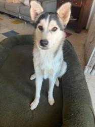 Lost Female Dog last seen Kellogg and Ontario, Corona, CA 92879