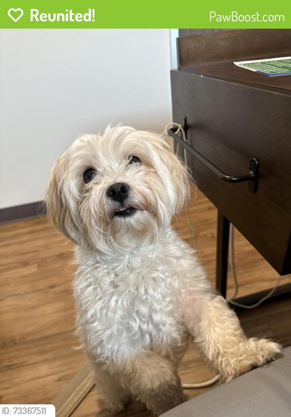 Reunited Male Dog last seen Wing Stop Alvin on Tovrea Rd, Alvin, TX 77511