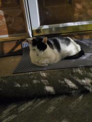 Found/Stray Unknown Cat last seen on stoop of 143 Carpenter Street, Providence, RI 02903