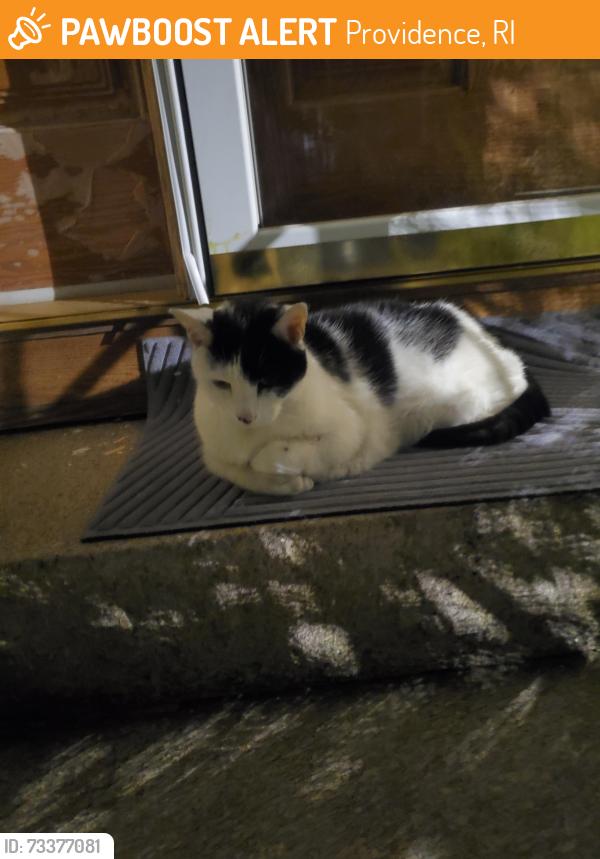 Found/Stray Unknown Cat last seen on stoop of 143 Carpenter Street, Providence, RI 02903