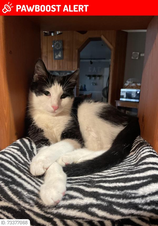 Lost Male Cat last seen E Rosebud & Houtztown, Jackson Township, PA 17067