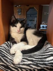 Lost Male Cat last seen E Rosebud & Houtztown, Jackson Township, PA 17067
