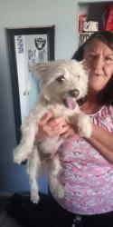 Found/Stray Male Dog last seen Rudyard and Scotland, Antelope, CA 95843