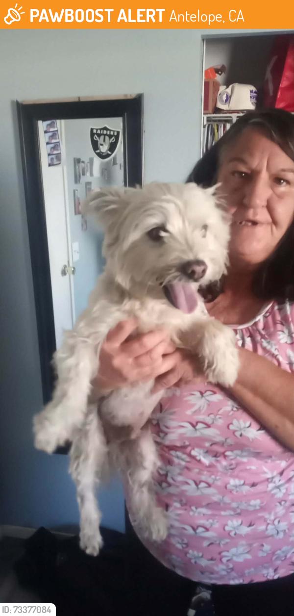 Found/Stray Male Dog last seen Rudyard and Scotland, Antelope, CA 95843
