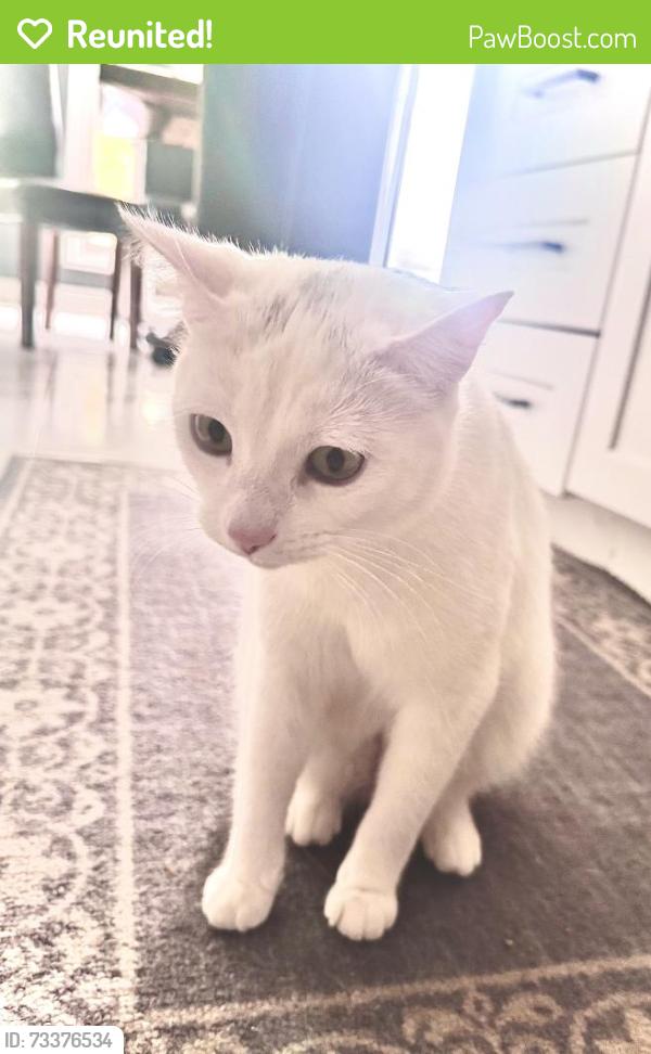 Reunited Female Cat last seen Whiteacres and wonderland, London, ON 