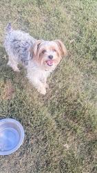 Reunited Female Dog last seen Broadtree Cir, Greenville, SC 29605