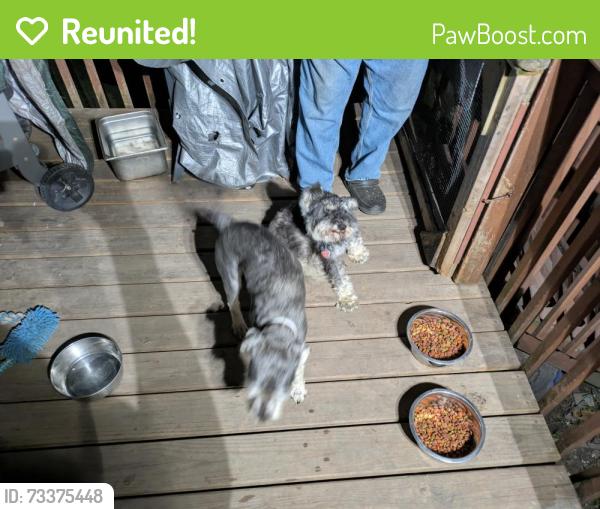 Reunited Male Dog last seen 162nd & Trumball Ave, Markham, IL 60428