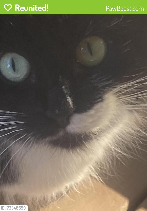 Reunited Female Cat last seen Slacks creek QLD, Slacks Creek, QLD 4127