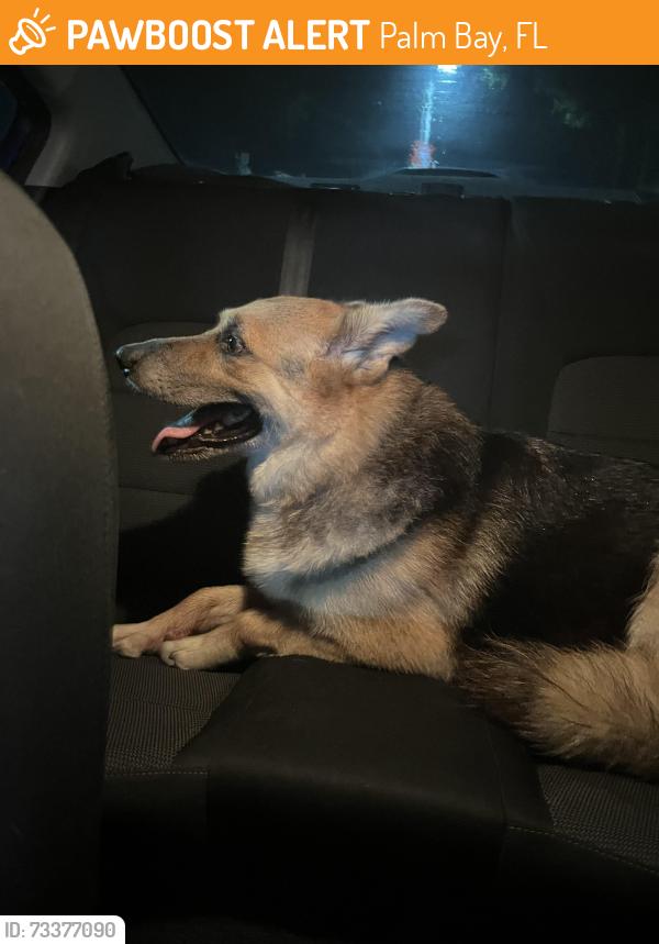 Found/Stray Male Dog last seen wacker ave, Palm Bay, FL 32909