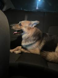 Found/Stray Male Dog last seen wacker ave, Palm Bay, FL 32909