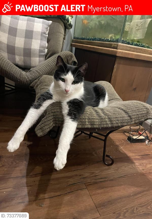 Lost Male Cat last seen E Rosebud & Houtztown Rd, Myerstown, PA 17067