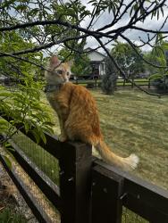 Lost Male Cat last seen Carroway Seed Dr to watercress dr., air tag found between 4130 & 4136 watercress in Johnstown, Johnstown, CO 80534
