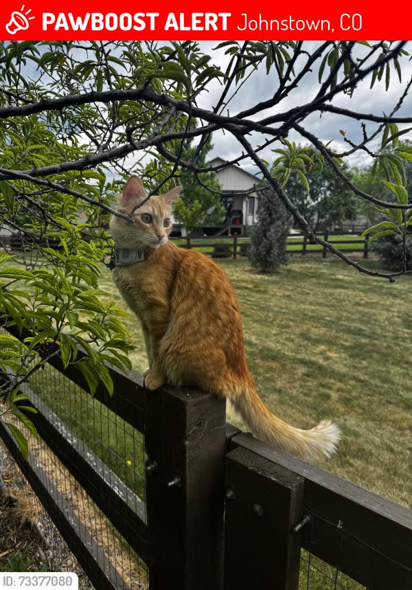Lost Male Cat last seen Carroway Seed Dr to watercress dr., air tag found between 4130 & 4136 watercress in Johnstown, Johnstown, CO 80534