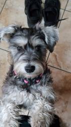 Reunited Female Dog last seen 160th & Sawyer, Markham, IL 60428