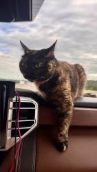 Lost Female Cat last seen Walmart, Commerce, GA 30529