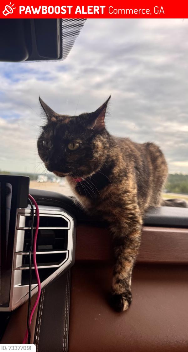 Lost Female Cat last seen Walmart, Commerce, GA 30529