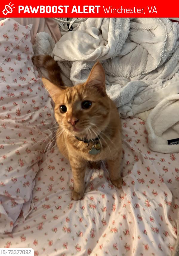 Lost Male Cat last seen Nepal Ct, Jeni Ct, Greenwood road, woodrow Rd, Winchester, VA 22602