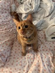 Lost Male Cat last seen Nepal Ct, Jeni Ct, Greenwood road, woodrow Rd, Winchester, VA 22602