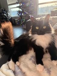 Lost Female Cat last seen Near Canberra dr, Sacramento, CA 95826