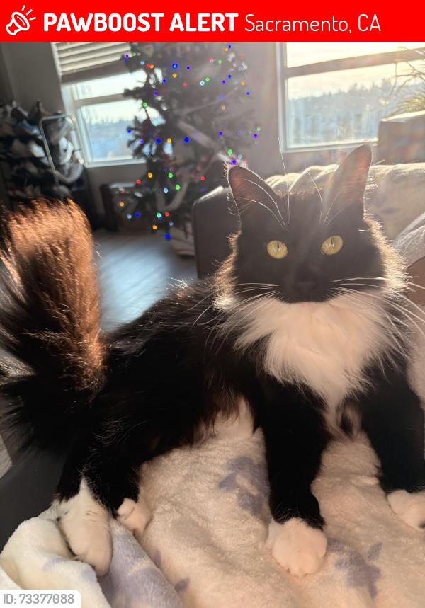 Lost Female Cat last seen Near Canberra dr, Sacramento, CA 95826