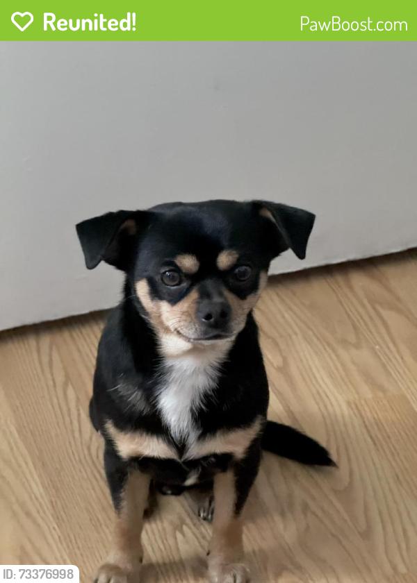 Reunited Male Dog last seen Sharon Way, Modesto, CA 95350, USA, Modesto, CA 95350
