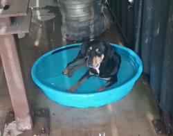 Lost Male Dog last seen Near SW 160 St. Miami. Fl 33187, Miami, FL 33187