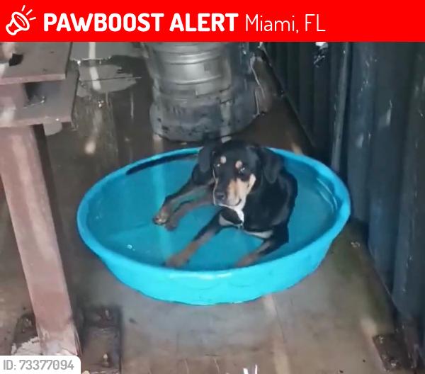 Lost Male Dog last seen Near SW 160 St. Miami. Fl 33187, Miami, FL 33187