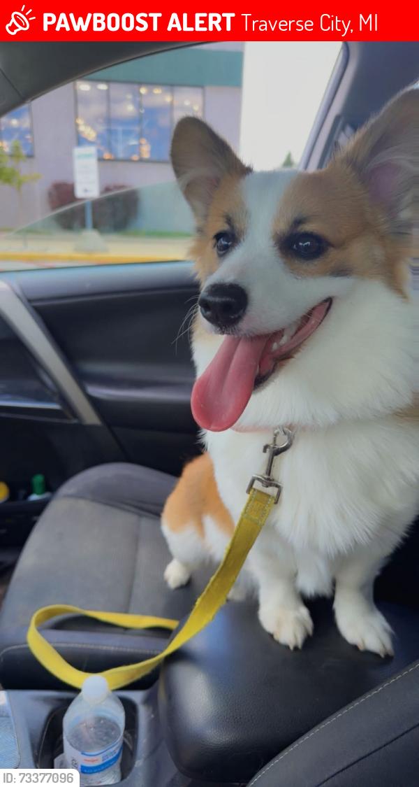 Lost Female Dog last seen Meadow Lanes, Chums Corner, Traverse City, MI 49685