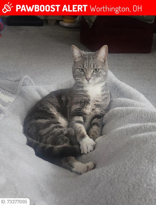 Lost Female Cat last seen Old Worthington- Morning Street between South St and New England Ave, Worthington, OH 43085