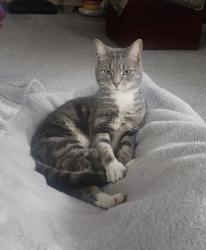 Lost Female Cat last seen Old Worthington- Morning Street between South St and New England Ave, Worthington, OH 43085