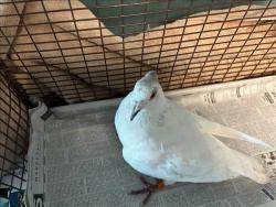 Shelter Stray Unknown Bird last seen , West Valley Animal Shelter, 20655 Plummer St, Chatsworth, CA 91311, USA