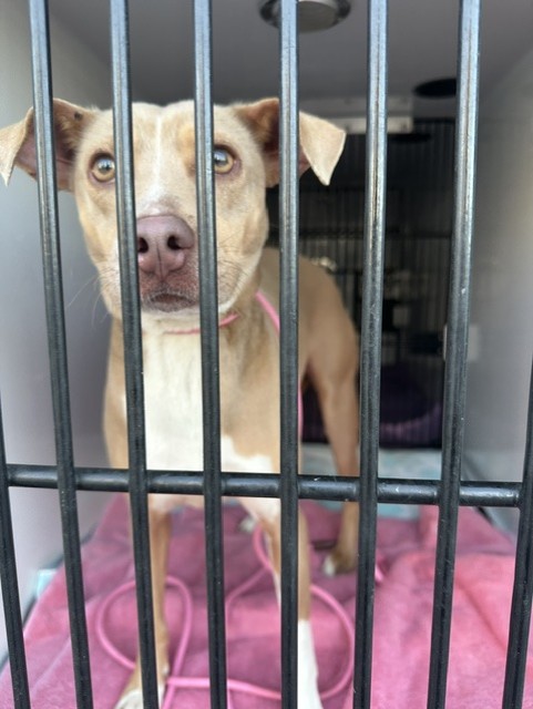 Shelter Stray Female Dog last seen Near BLOCK SWITCHGRASS CIR, PUEBLO, CO, 4600 Eagleridge Pl, Pueblo, CO 81008, USA