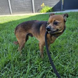 Shelter Stray Male Dog last seen Near BLOCK BLCK E 20TH ST, LONG BEACH, CA 90806, 7700 E Spring St, Long Beach, CA 90815, USA