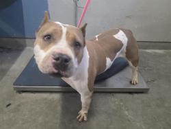 Shelter Stray Female Dog last seen , 600 Aviation Dr, Camarillo, CA 93010, USA