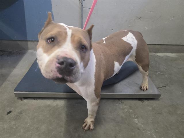 Shelter Stray Female Dog last seen , 600 Aviation Dr, Camarillo, CA 93010, USA